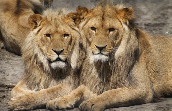 Lions