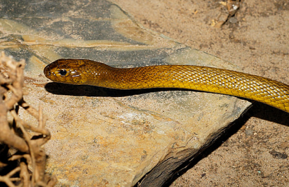 Snake