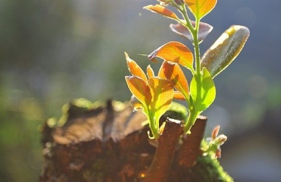 Stump with fresh flower sprouting