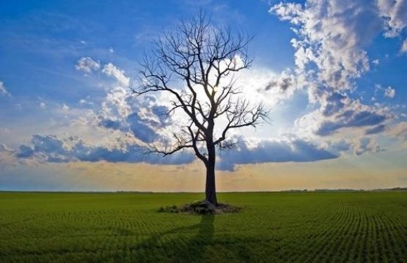 Bare tree standing alone in a field with bright sunlight behind it