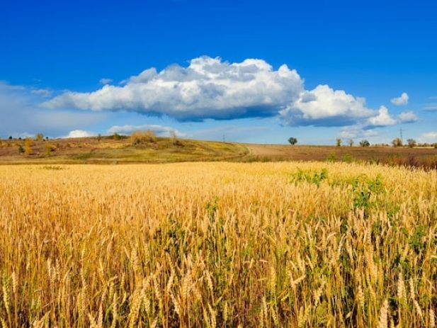 golden wheat field
