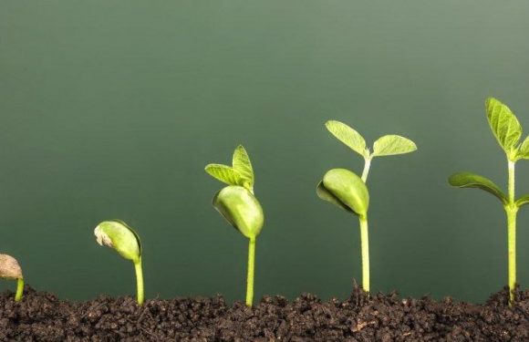 progression of plant growing