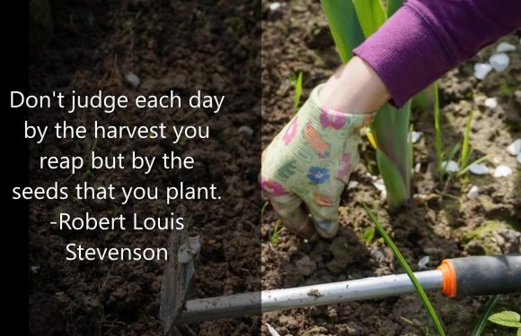 Digging in the garden soil