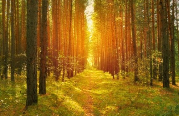 Light on the path