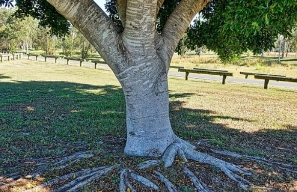 Large Tree with Wide Roots