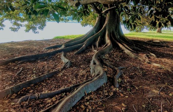 Fig Tree