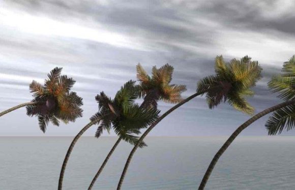 Palm trees bending during a hurricane