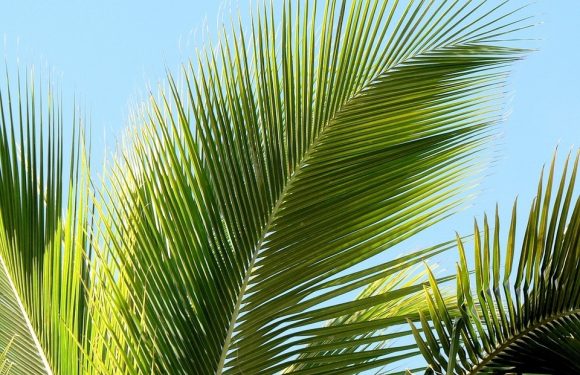 Palm Branch